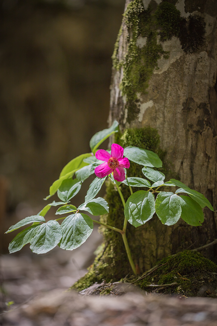 Image of Paeonia caucasica specimen.