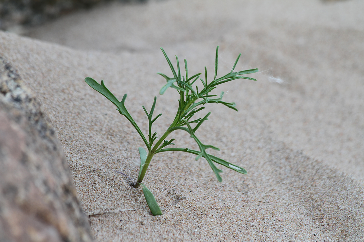 Image of Cakile baltica specimen.