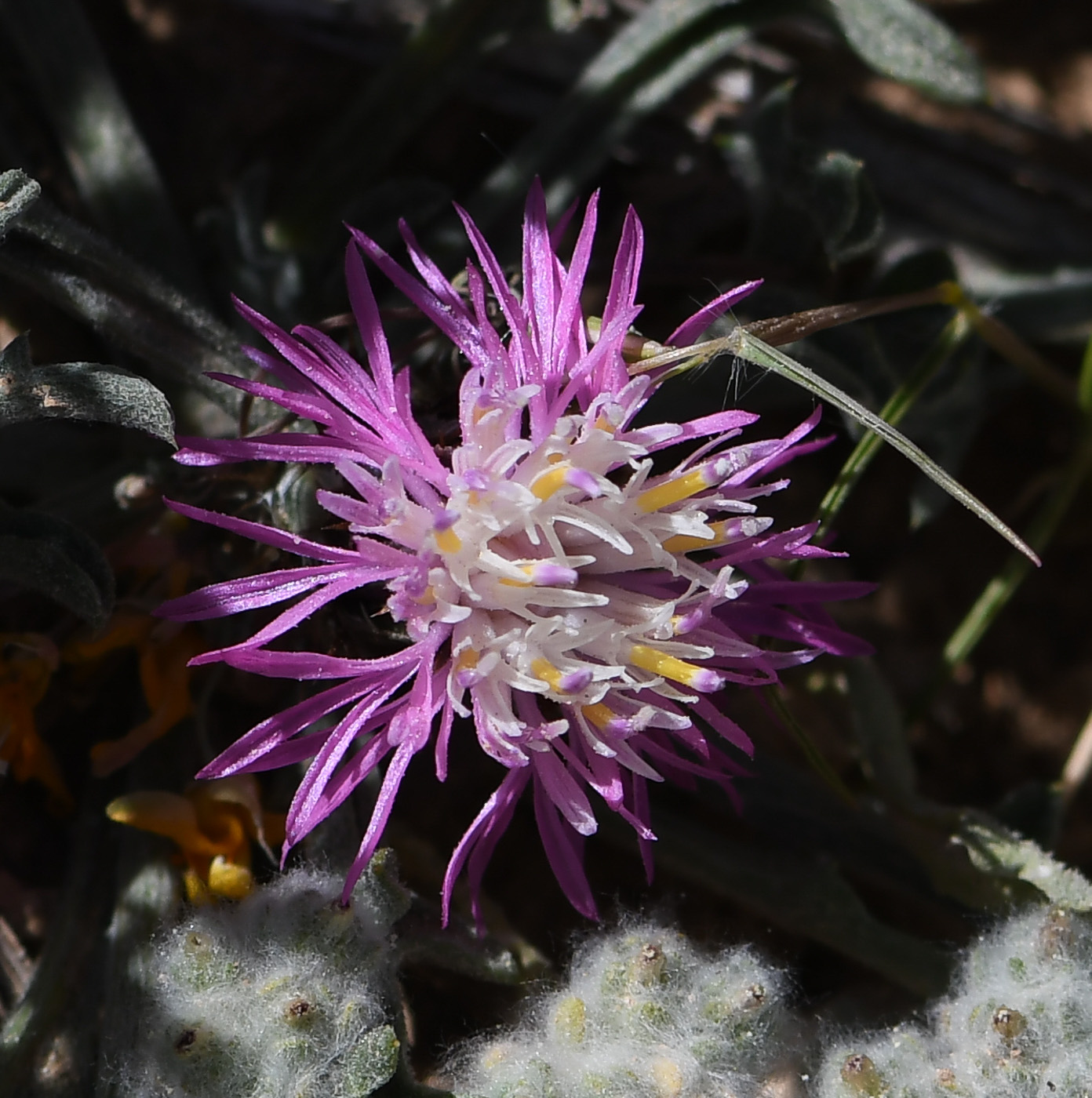 Image of Centaurea ammocyanus specimen.