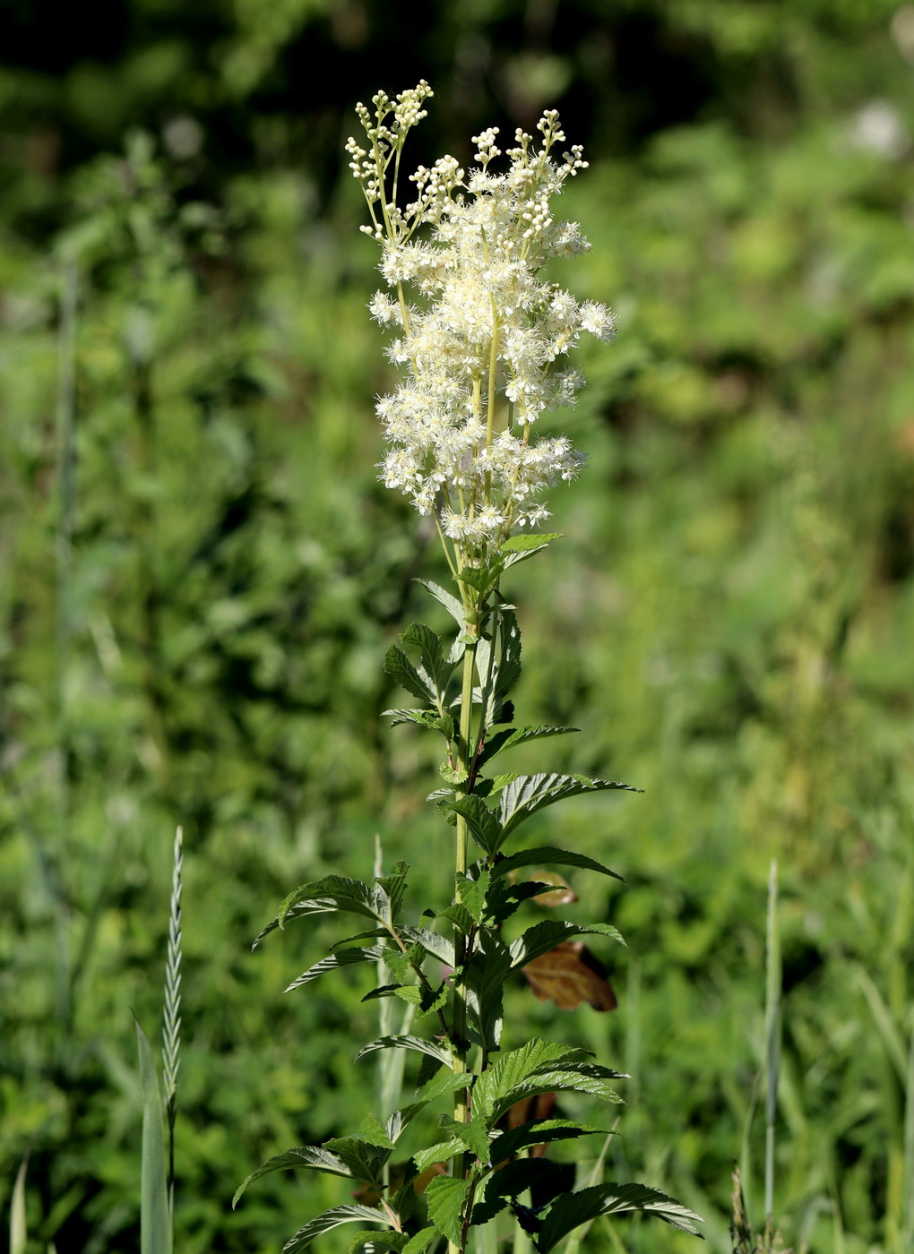 Изображение особи Filipendula ulmaria.