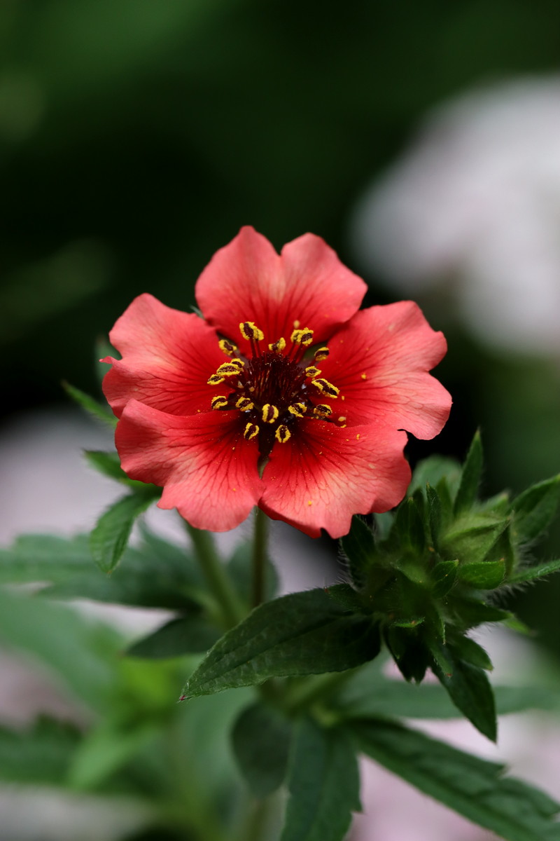 Изображение особи Potentilla nepalensis.