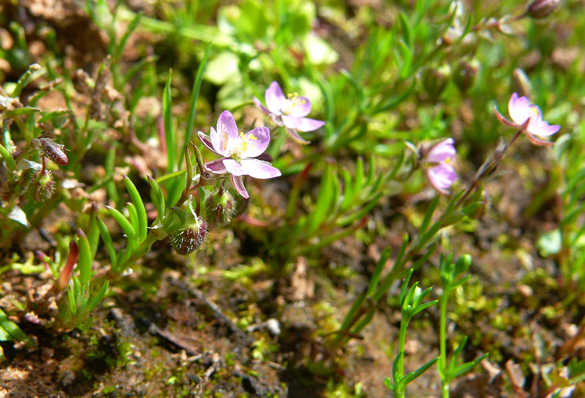 Image of Spergularia rubra specimen.