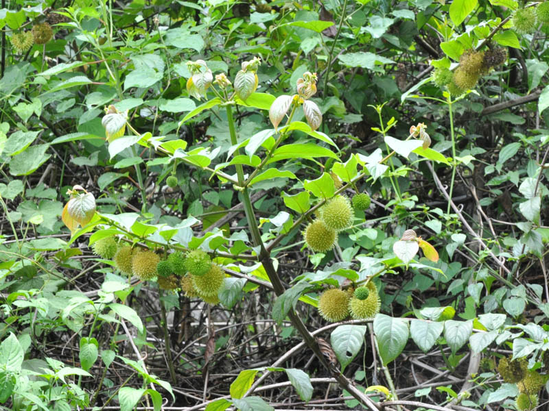 Изображение особи семейство Rubiaceae.