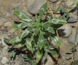 Amaranthus blitoides