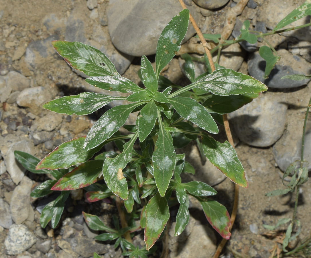 Image of Amaranthus blitoides specimen.