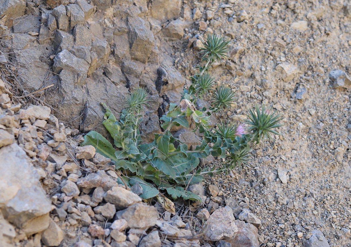 Image of Cousinia balchanica specimen.