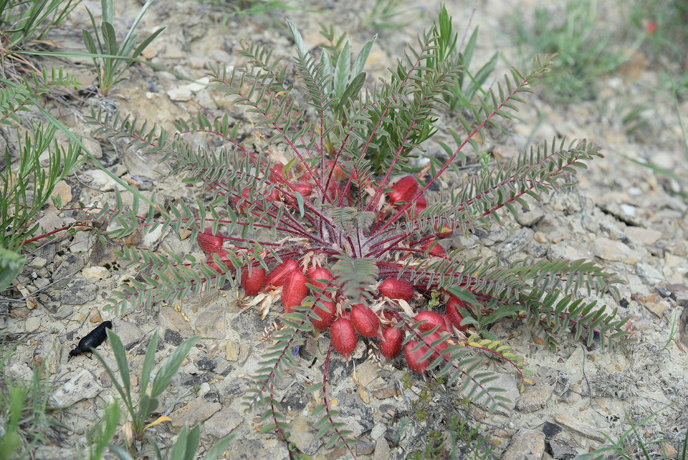 Изображение особи Astragalus utriger.