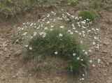 Minuartia circassica