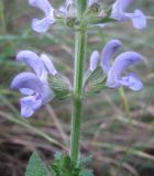 Salvia virgata. Часть соцветия. Южный Берег Крыма, Артек. 14 июля 2010 г.