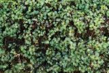 Rhizomnium punctatum. Вегетирующие и спороносящие растения на сгнившем дереве. Тульская обл., окр. пос. Дубна, лиственный лес Просек, дно оврага. 21.11.2021.