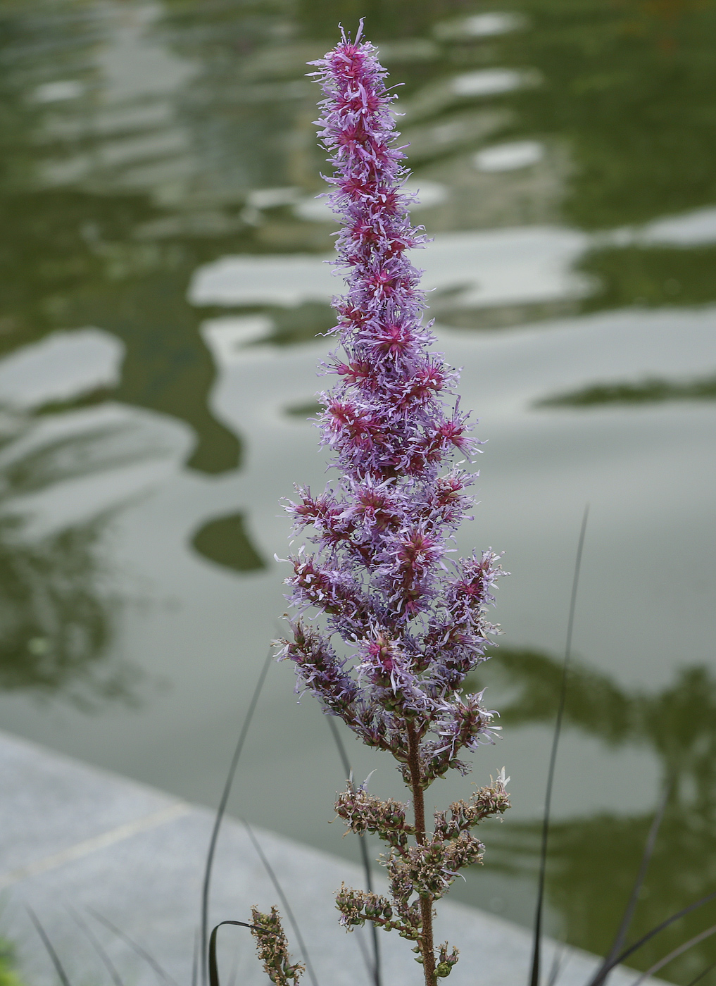 Image of Astilbe chinensis specimen.