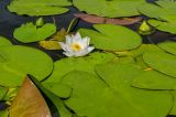 Nymphaea candida