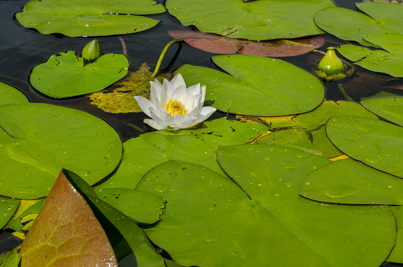 Изображение особи Nymphaea candida.