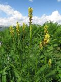 Pedicularis incarnata. Цветущее растение. Хакасия, Ширинский р-н; Кузнецкий Алатау, окр. горы Пустасхыл, ≈1350 м н.у.м., зарастающая каменистая россыпь. 26.07.2021.