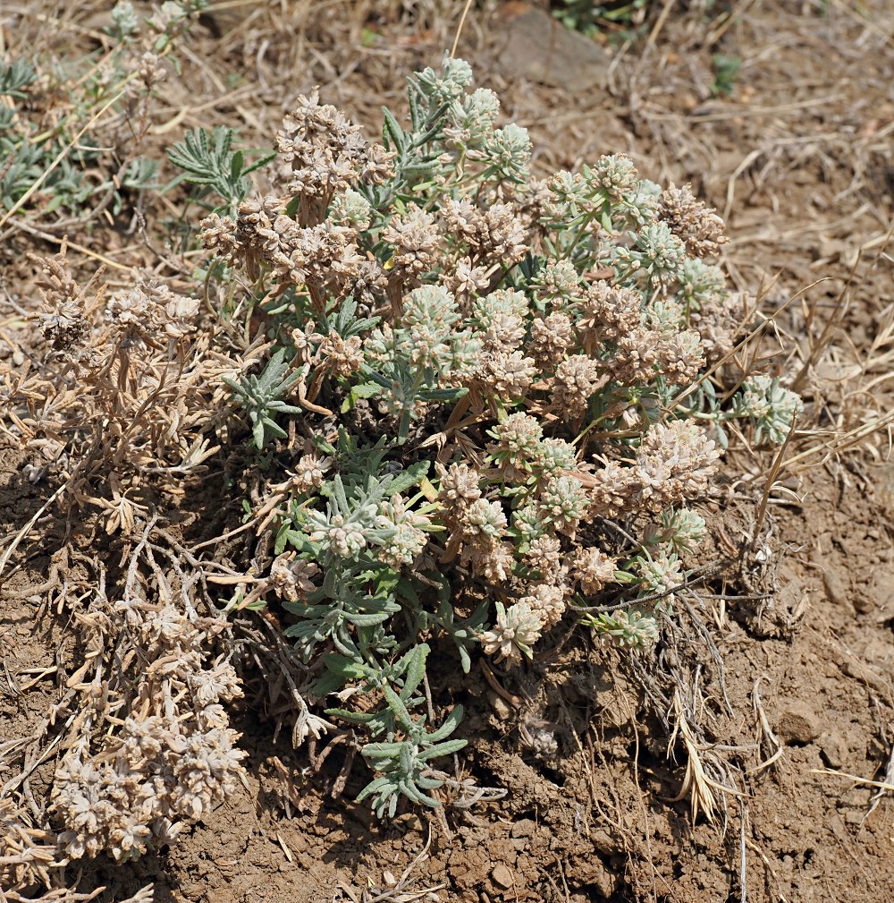 Изображение особи Teucrium capitatum.