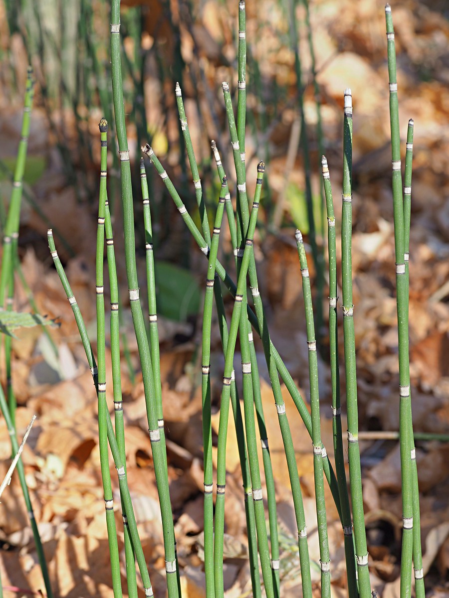 Изображение особи Equisetum hyemale.