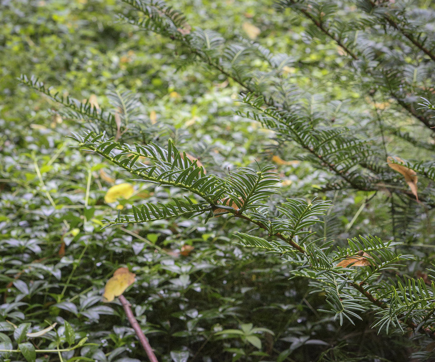 Image of Taxus cuspidata specimen.