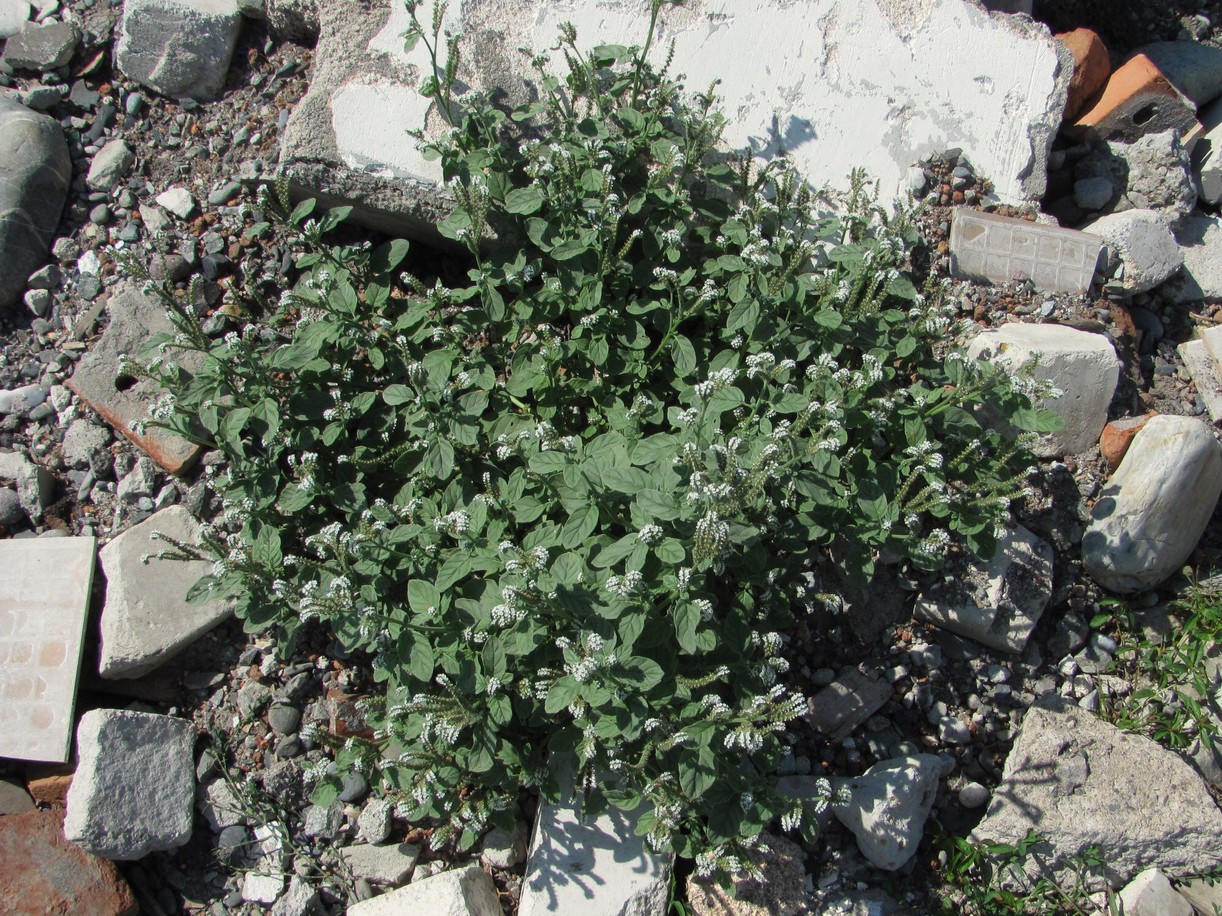 Image of Heliotropium europaeum specimen.