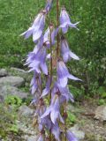 Campanula sarmatica