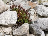 Saxifraga caucasica. Плодоносящее растение. Кабардино-Балкария, Черекский р-н, Кабардино-Балкарский высокогорный заповедник, Черек-Безенгийское ущелье, ≈ 2500 м н.у.м., ледник Безенги, среди валунов. 18.08.2021.