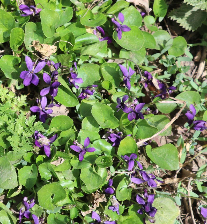 Image of Viola odorata specimen.