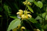 Galeobdolon caucasicum. Верхушка растения с соцветием. Краснодарский край, Лазаревский р-н, мкр-н Дагомыс, гора Успенка, лес. 03.05.2022.