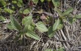 Dracocephalum thymiflorum. Верхушки вегетирующих растений. Пермский край, Кунгурский р-н, ур. Подкаменная гора, вершина скального выступа. 06.05.2022.