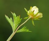 Potentilla flagellaris