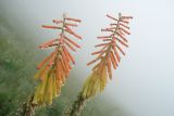 род Aloe. Соцветия в каплях тумана. ЮАР, Драконовы горы, Mkhomazi Wilderness area, хр. между ручьями Kwantuba и Mkomazi, альпийский луг. 05.01.2008.