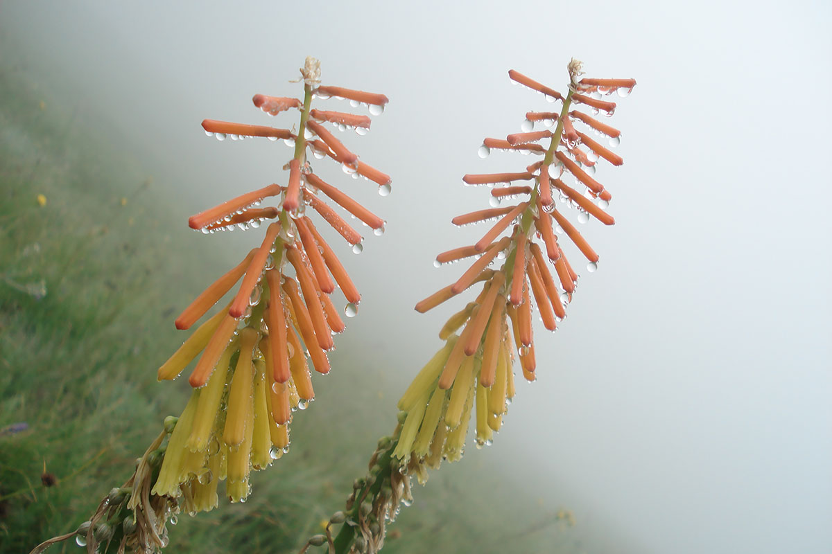 Image of genus Aloe specimen.