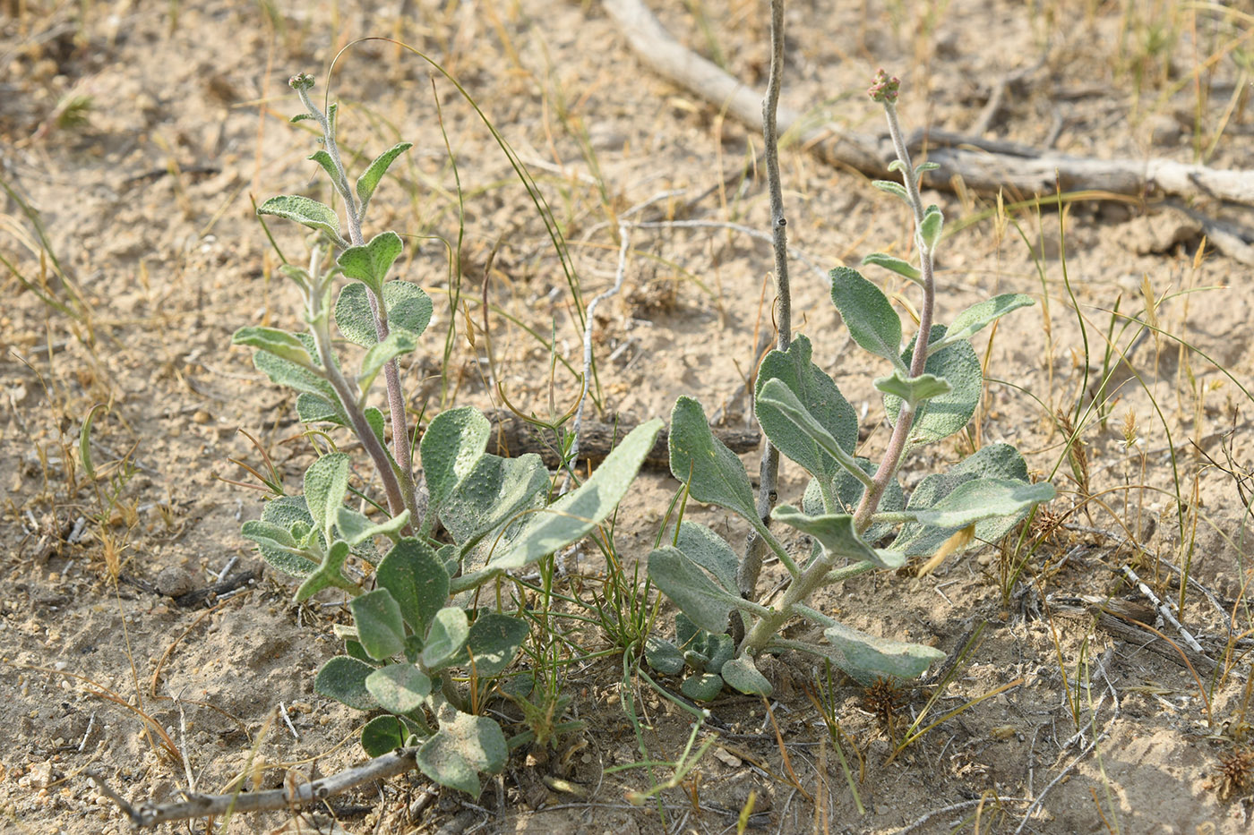 Image of Haplophyllum robustum specimen.