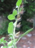 Scutellaria albida. Отцветшее соцветие (S. pallida M. Bieb.). Южный Берег Крыма, Артек, подлесок в балке. 14 июля 2010 г.