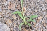 Aster alpinus