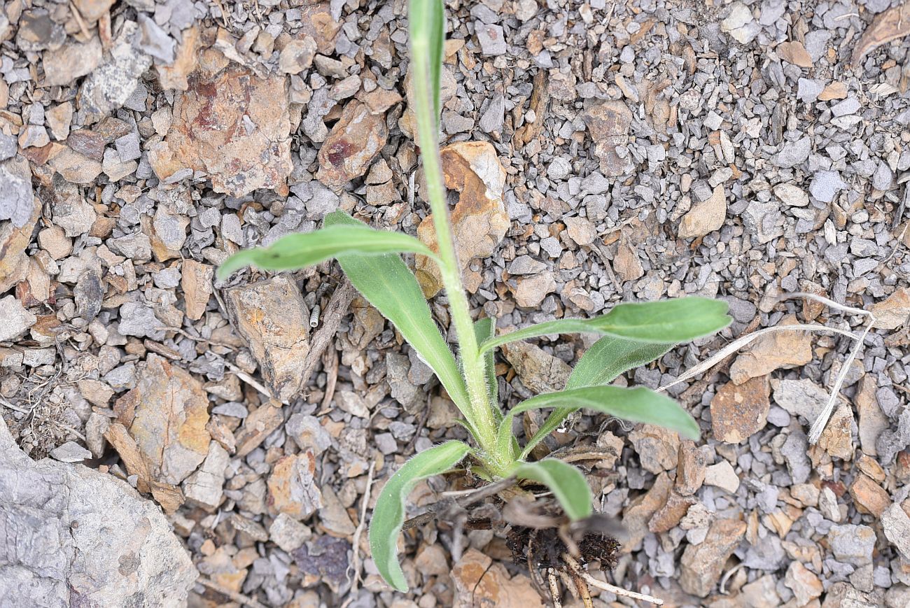 Image of Aster alpinus specimen.