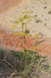 Ferula songarica