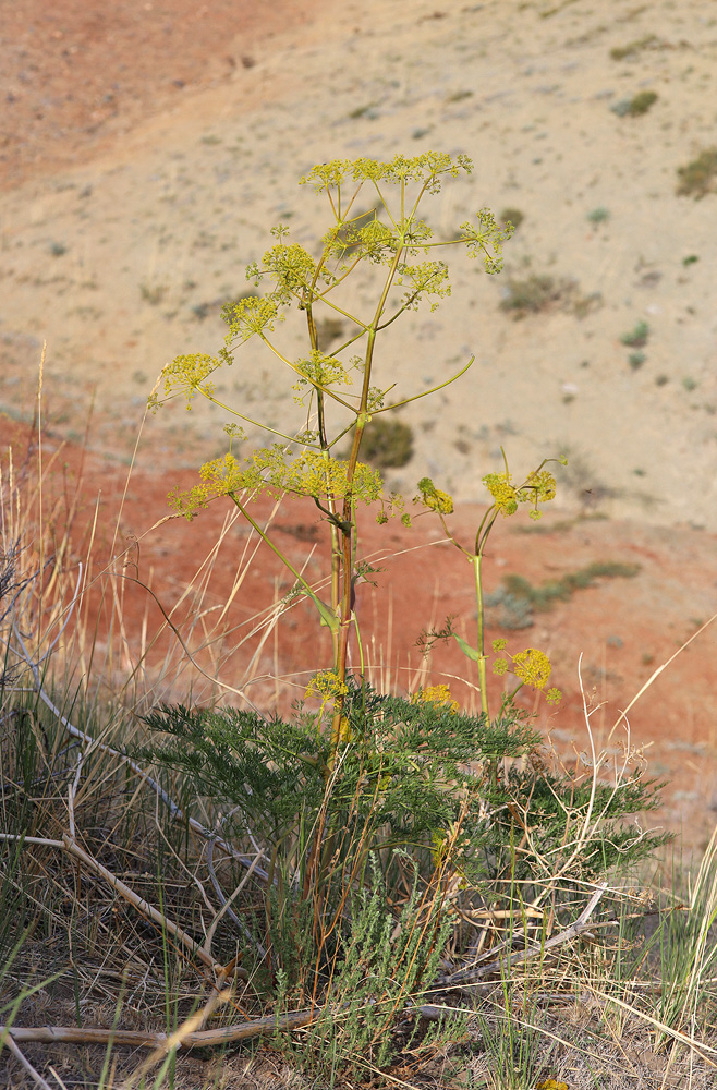 Изображение особи Ferula songarica.