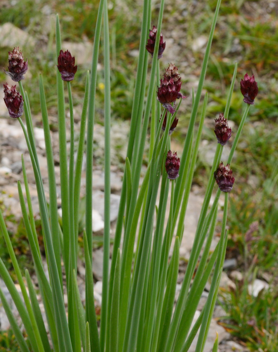 Изображение особи Allium atrosanguineum.