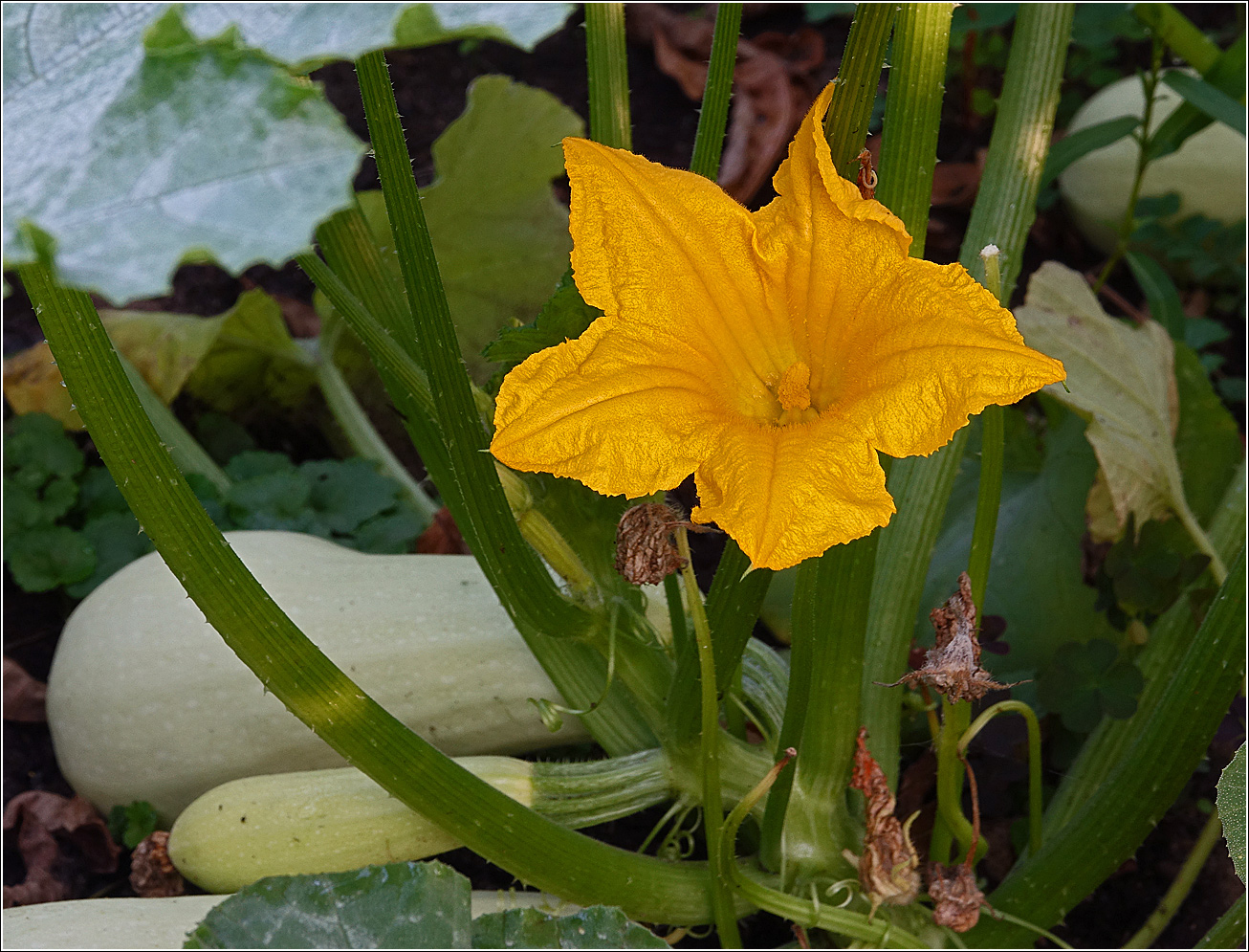 Image of Cucurbita pepo specimen.