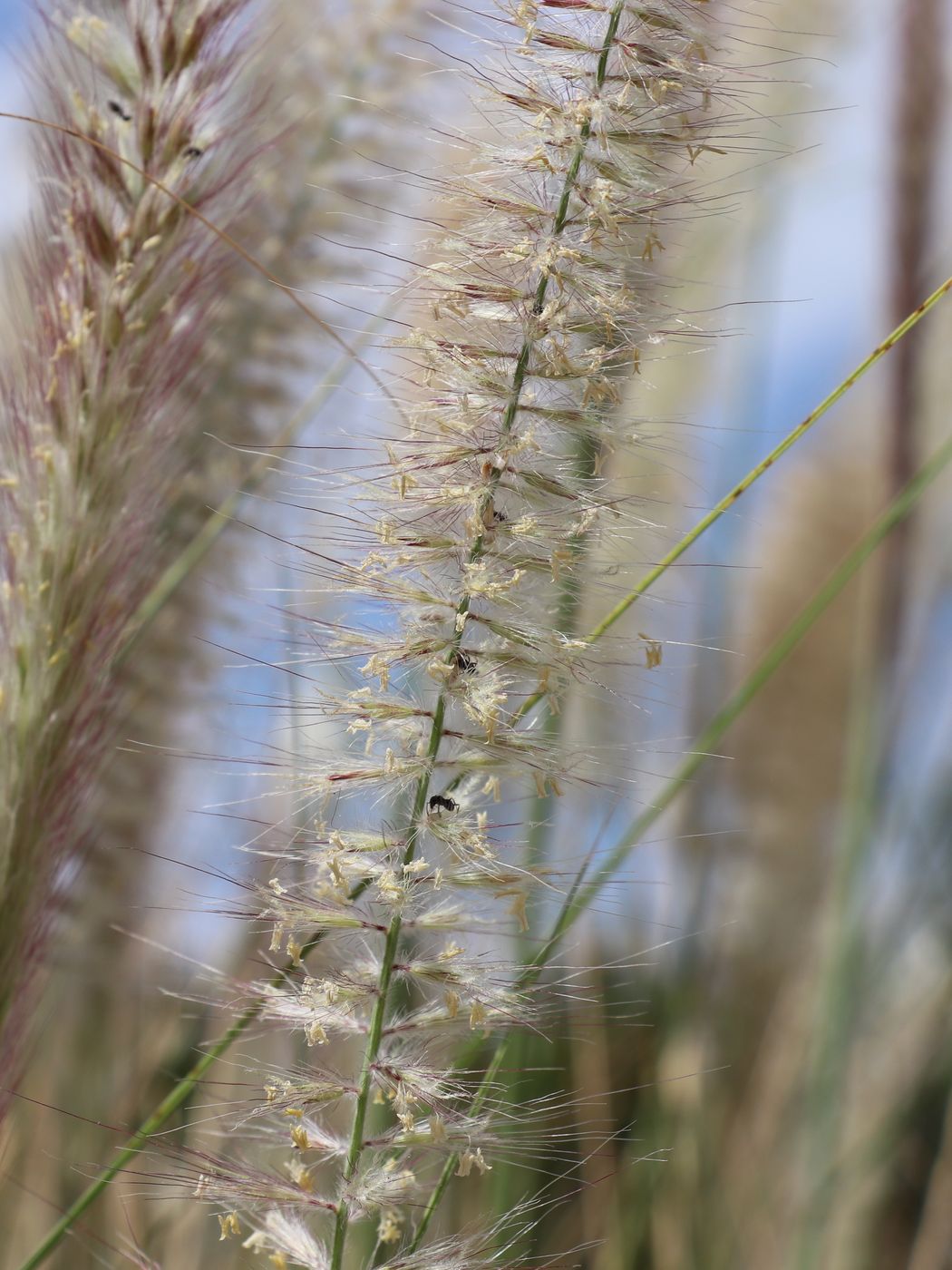 Image of Pennisetum setaceum specimen.