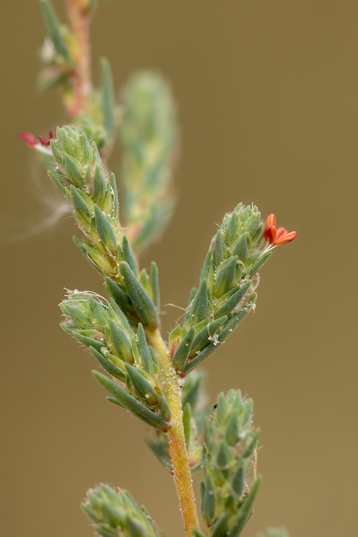 Изображение особи Bassia prostrata.