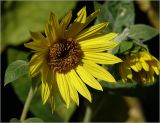 Helianthus annuus