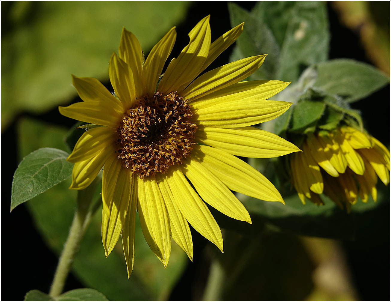 Image of Helianthus annuus specimen.