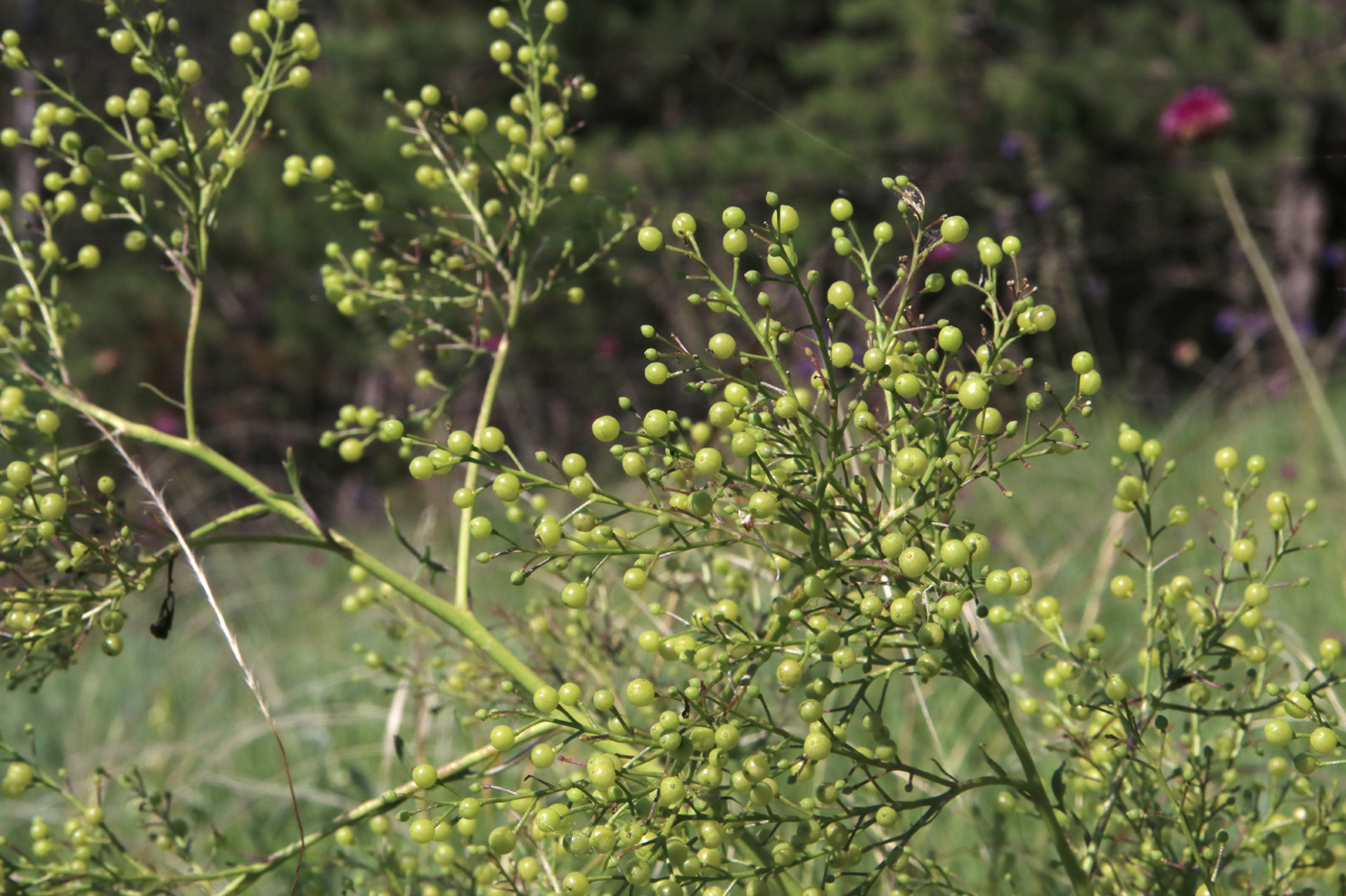 Изображение особи Crambe tataria.