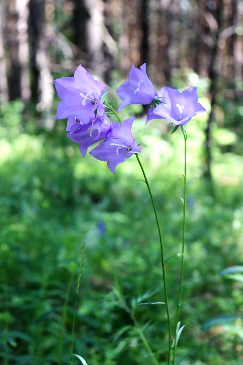 Image of Campanula persicifolia specimen.