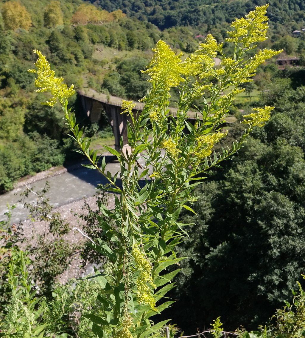 Image of genus Solidago specimen.