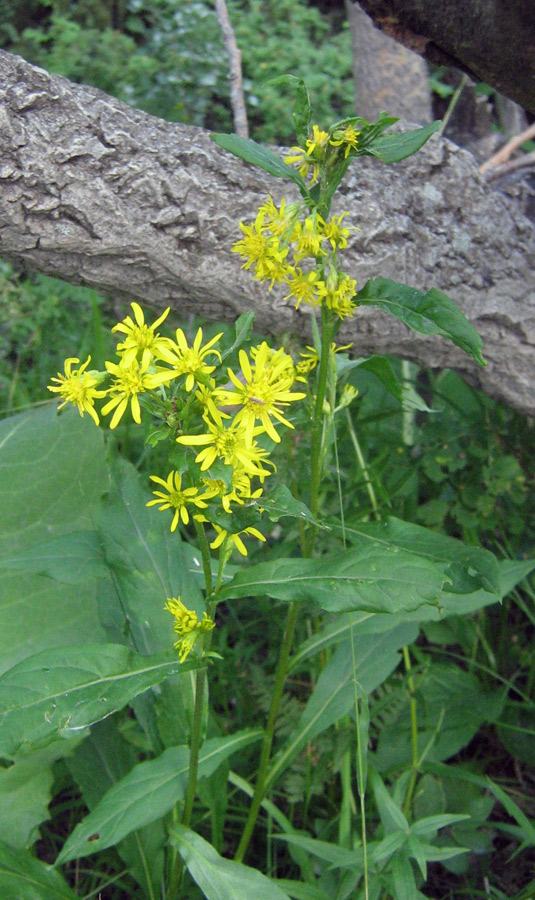 Изображение особи Solidago virgaurea ssp. dahurica.