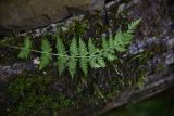 Woodsia caucasica