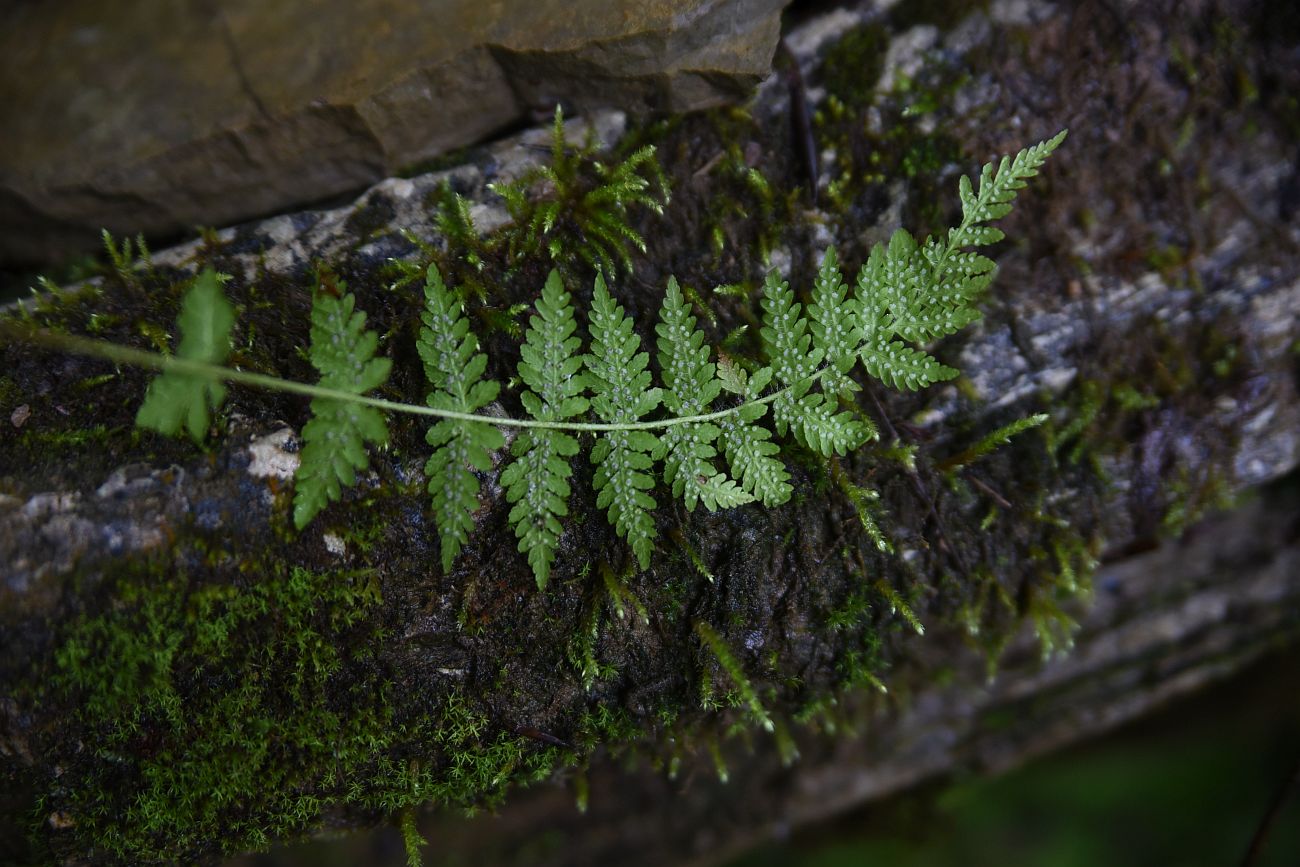 Image of Woodsia caucasica specimen.