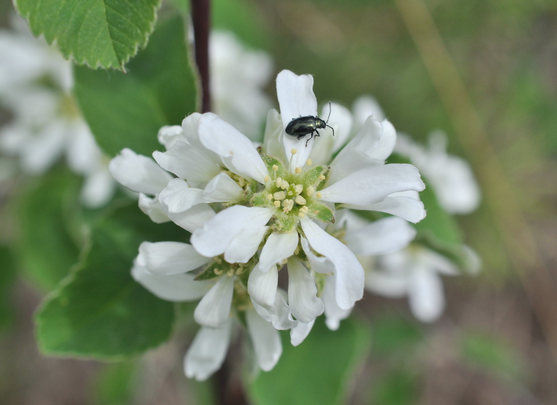 Image of Amelanchier alnifolia specimen.
