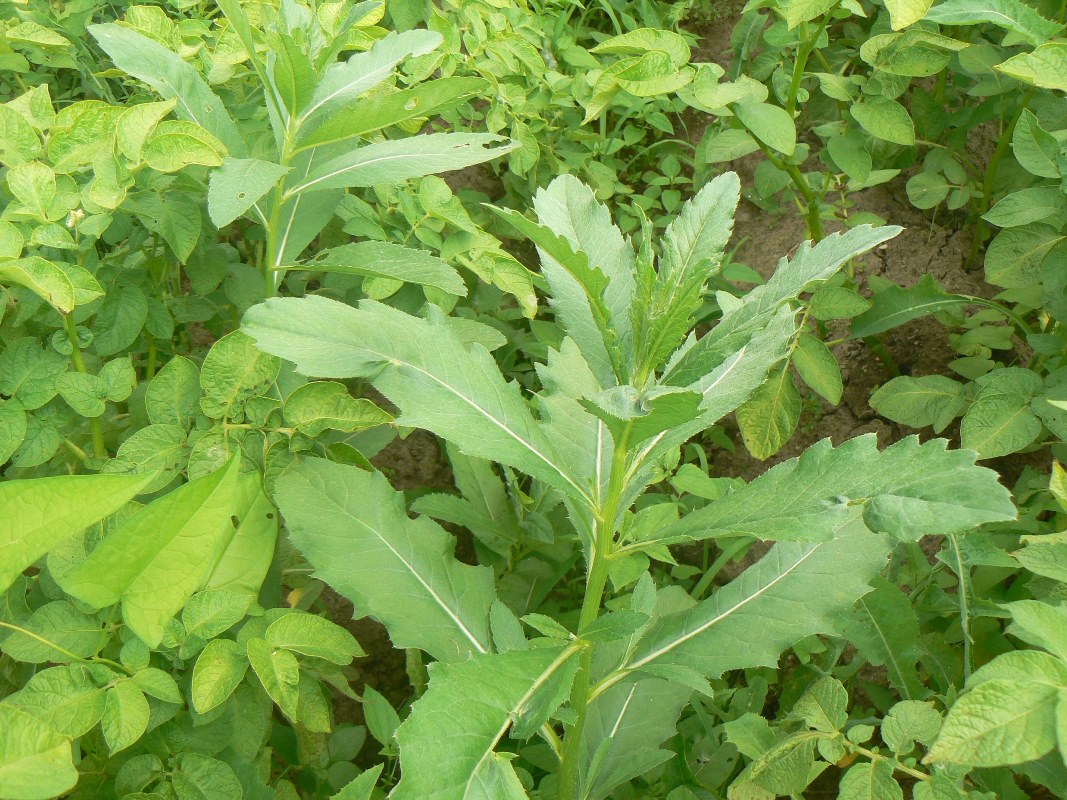 Image of Cirsium setosum specimen.